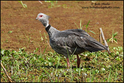 Southern Screamer (Chauna torquata)