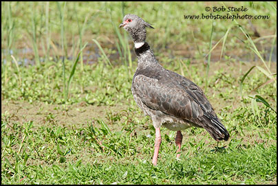 Southern Screamer (Chauna torquata)