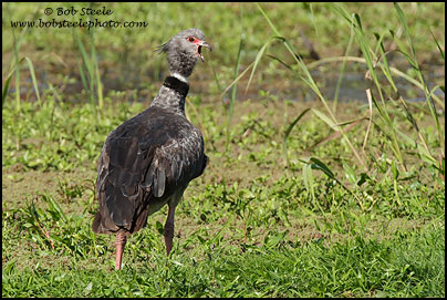 Southern Screamer (Chauna torquata)