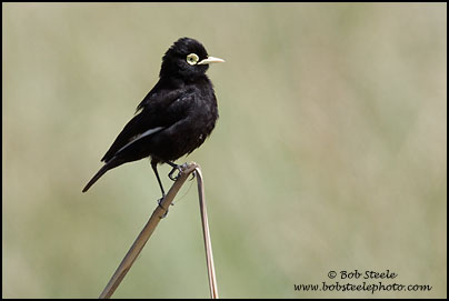 Spectacled Tyrant (Hymenops perspicillatus)