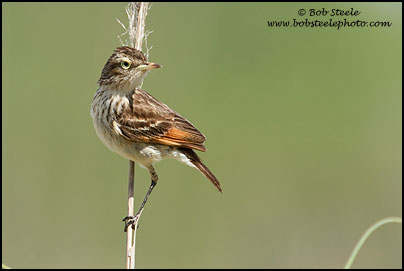 Spectacled Tyrant (Hymenops perspicillatus)