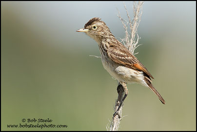 Spectacled Tyrant (Hymenops perspicillatus)