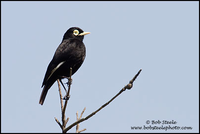 Spectacled Tyrant (Hymenops perspicillatus)