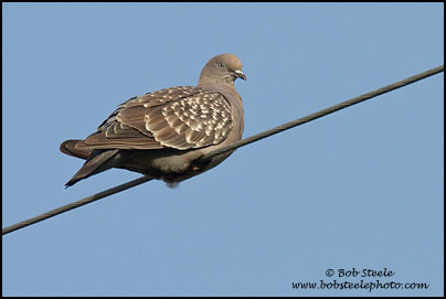Spot-winged Pigeon (Patagioenas maculosa)