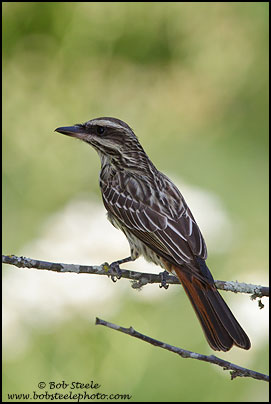 Streaked Flycatcher (Myiodynastes maculatus)