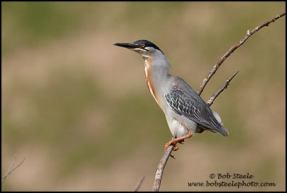 Striated Heron (Butorides striata)