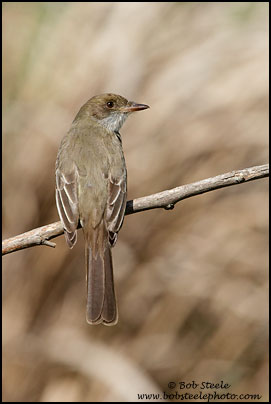 Swainson's Flycatcher (Myiarchus swainsoni)