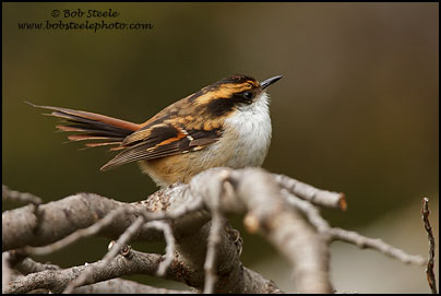 Thorn-tailed Rayadito (Aphrastura spinicauda)