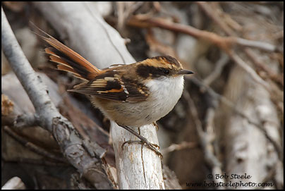 Thorn-tailed Rayadito (Aphrastura spinicauda)