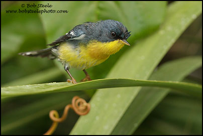 Tropical Parula (Parula pitiayumi)