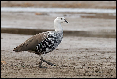 Upland Goose (Chloephaga picta)