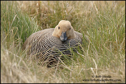 Upland Goose (Chloephaga picta)