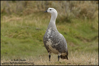 Upland Goose (Chloephaga picta)