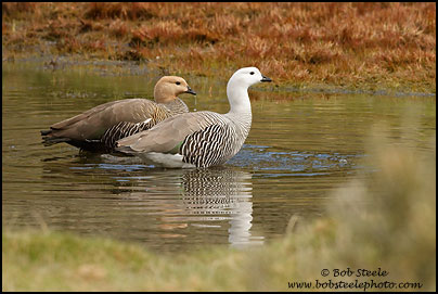 Upland Goose (Chloephaga picta)