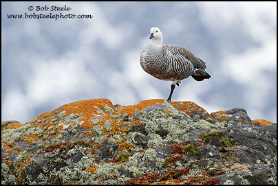 Upland Goose (Chloephaga picta)