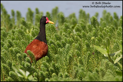Wattled Jacana (Jacana jacana)