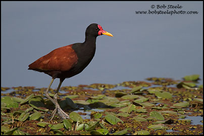Wattled Jacana (Jacana jacana)