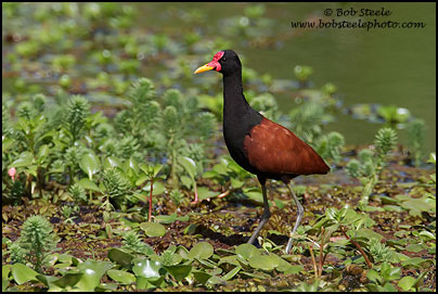 Wattled Jacana (Jacana jacana)