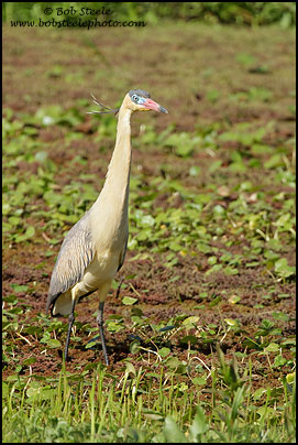 Whistling Heron (Syrigma sibilatrix)