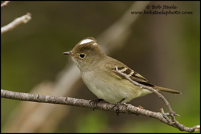White-crested Elaenia (Elaenia albiceps)