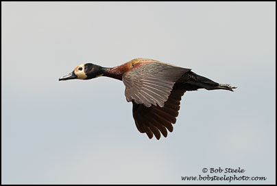 White-faced Whistling-Duck (Dendrocygna viduata)