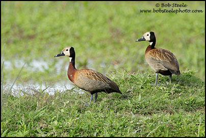 White-faced Whistling-Duck (Dendrocygna viduata)