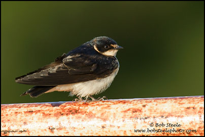 White-rumped Swallow (Tachycineta leucorrhoa)