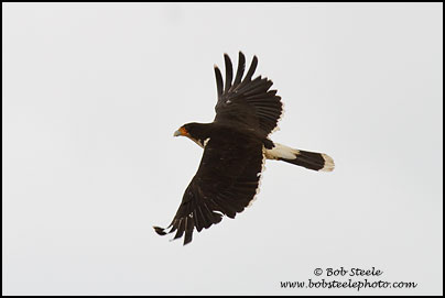 White-throated Caracara (Phalcoboenus albogularis)