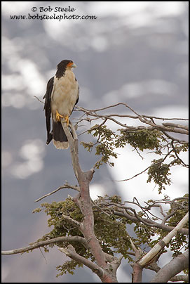 White-throated Caracara (Phalcoboenus albogularis)
