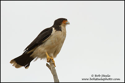 White-throated Caracara (Phalcoboenus albogularis)