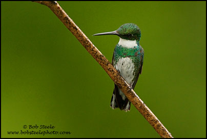 White-throated Hummingbird (Leucochloris albicollis)