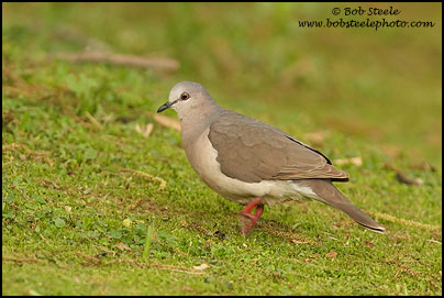White-tipped Dove (Leptotila verreauxi)
