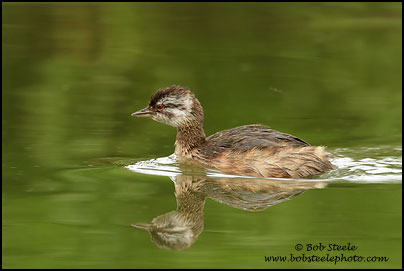 White-tufted Grebe (Rollandia rolland)