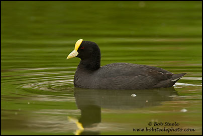 White-winged Coot (Fulica leucoptera)