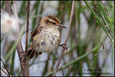 Wren-like Rushbird (Phleocryptes melanops)
