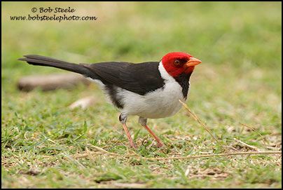 Yellow-billed Cardinal (Paroaria capitata)