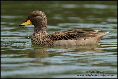 Yellow-billed Teal (Anas flavirostris)