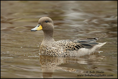 Yellow-billed Teal (Anas flavirostris)