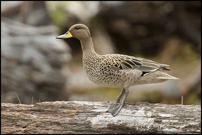 Yellow-billed Teal (Anas flavirostris)