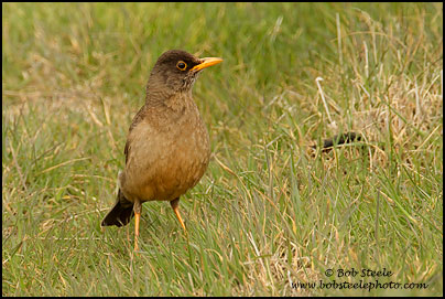 Austral Thrush (Turdus falcklandii)