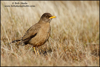 Austral Thrush (Turdus falcklandii)