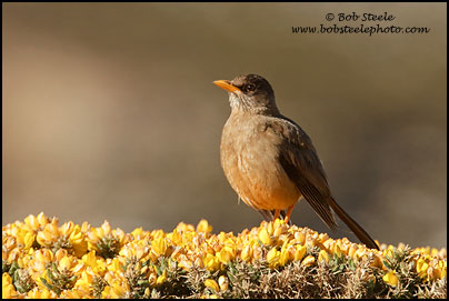 Austral Thrush (Turdus falcklandii)