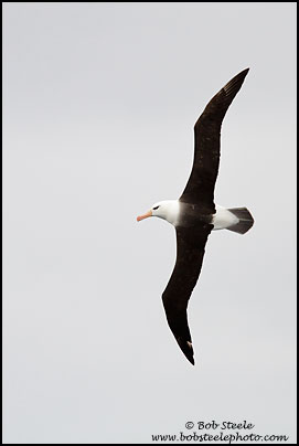Black-browed Albatross (Thalassarche melanophrys)