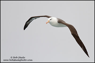 Black-browed Albatross (Thalassarche melanophrys)