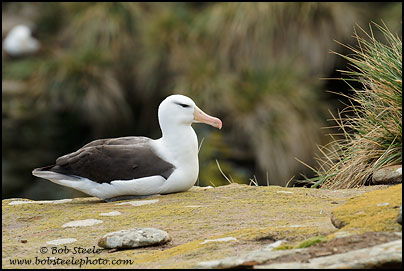 Black-browed Albatross (Thalassarche melanophrys)