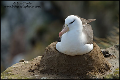 Black-browed Albatross (Thalassarche melanophrys)