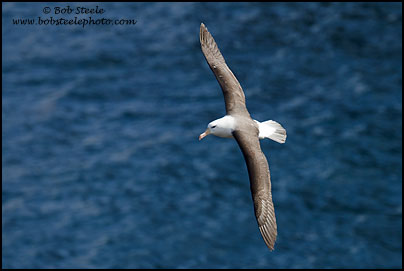 Black-browed Albatross (Thalassarche melanophrys)