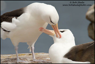 Black-browed Albatross (Thalassarche melanophrys)