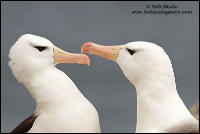 Black-browed Albatross (Thalassarche melanophrys)