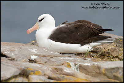 Black-browed Albatross (Thalassarche melanophrys)